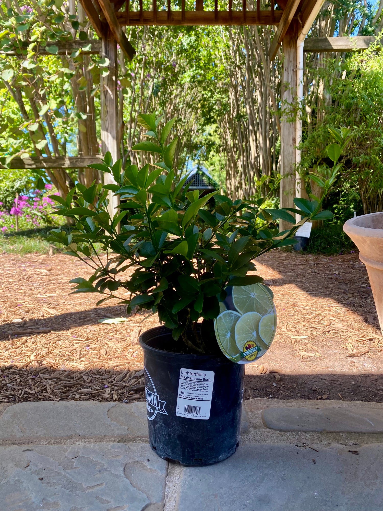 Mexican Lime 1 Gal