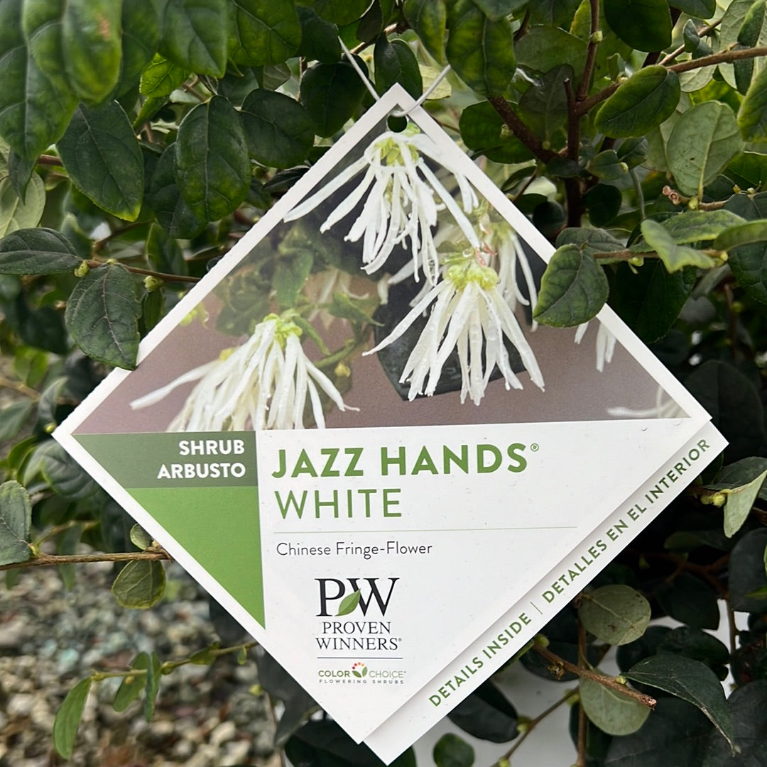 Jazz Hands White Loropetalum 3 Gal