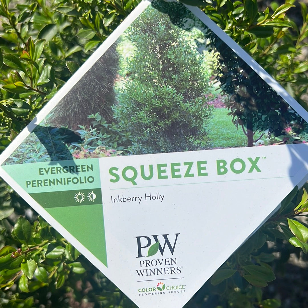 Squeeze Box Inkberry Holly 3 Gal