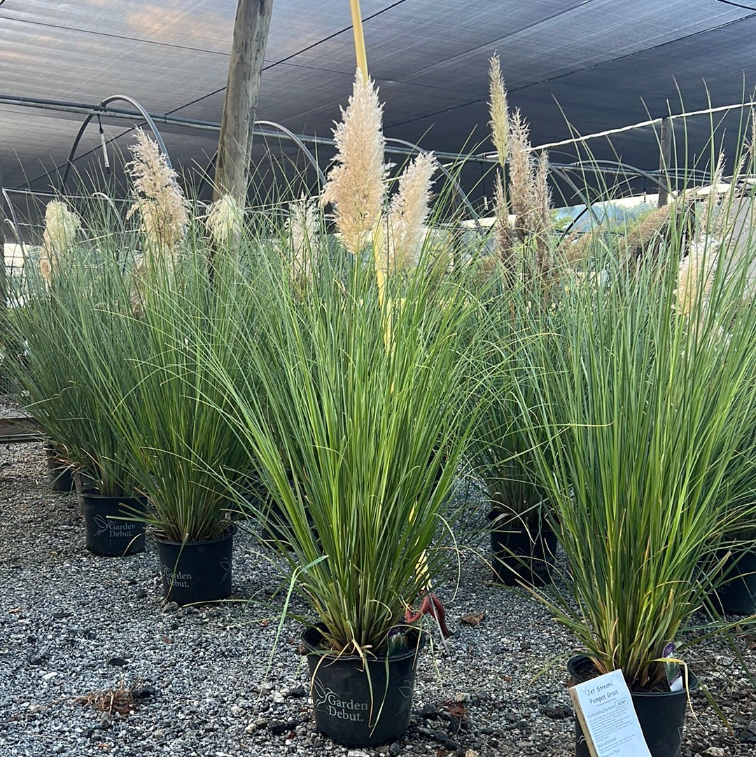 Jetstreams Pampas Grass 3 Gal