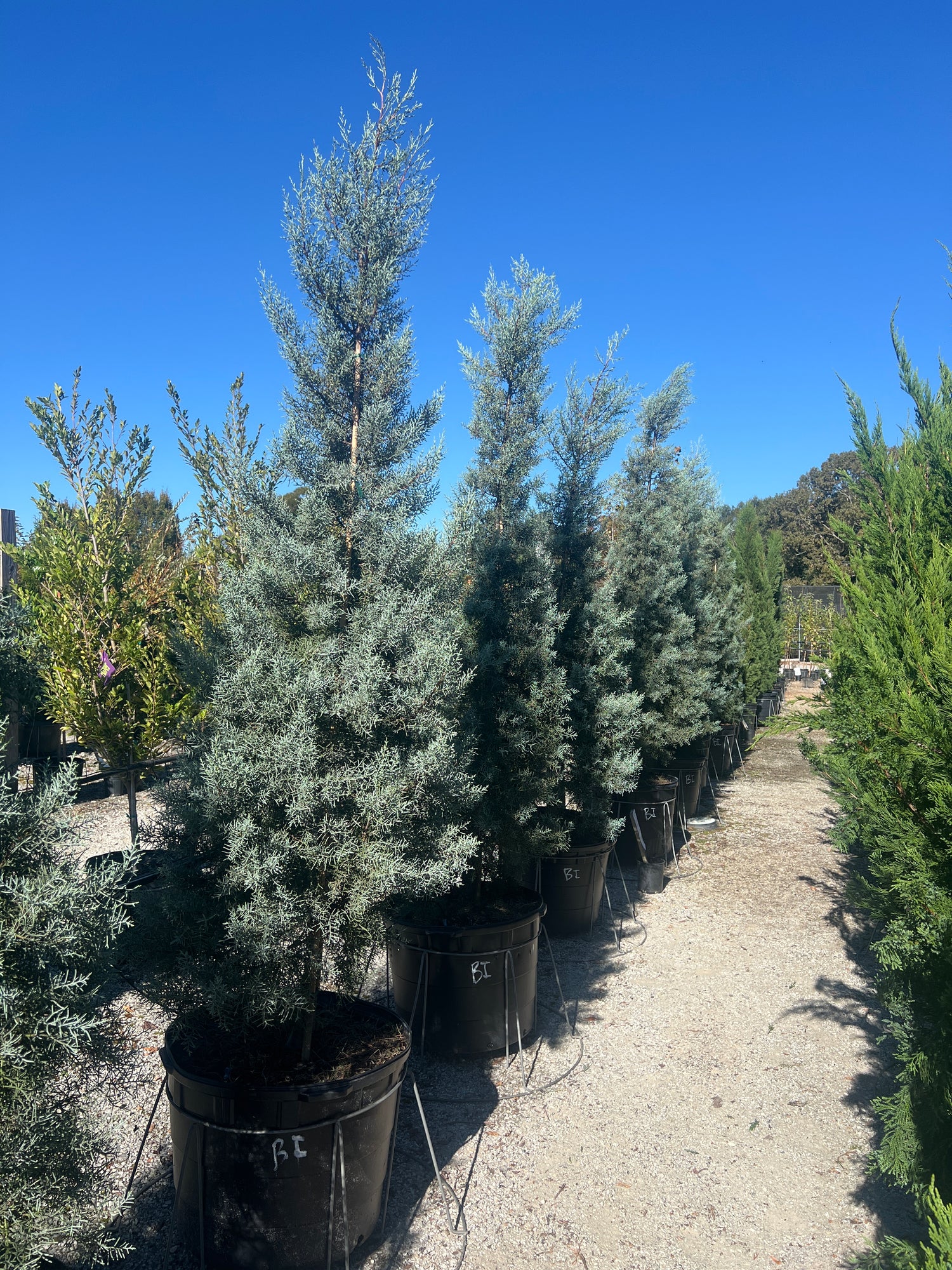 philodendron blue ice Blue Ice Arizona Cypress – Lichtenfelt's