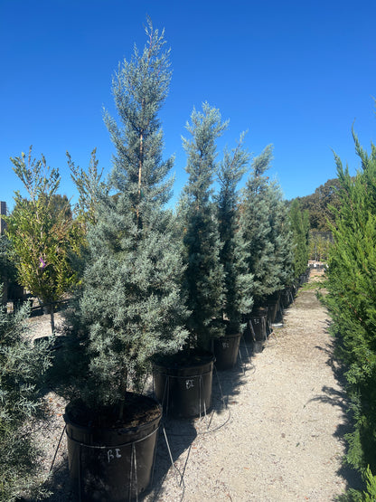 Blue Ice Arizona Cypress