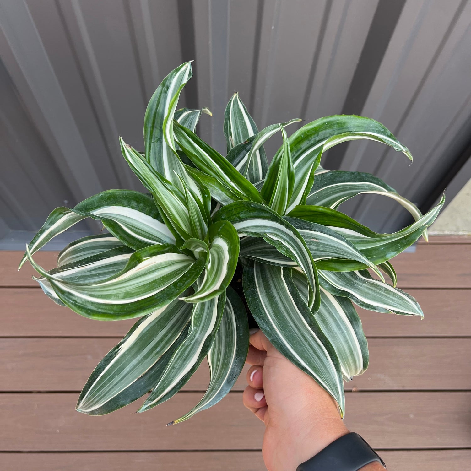 Jade Jewel Dragon Dracena