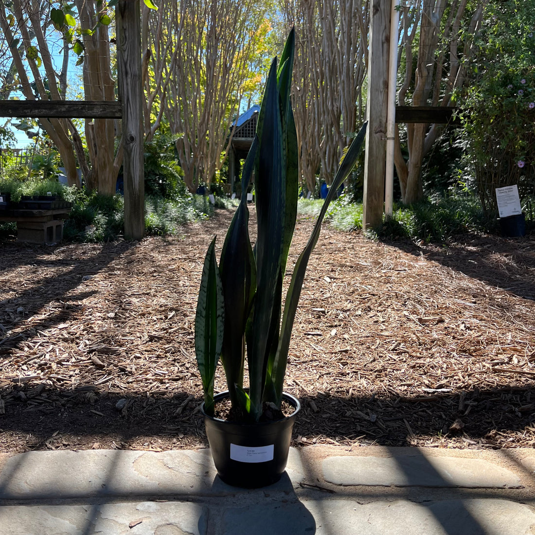 Silver Flame Sansevieria