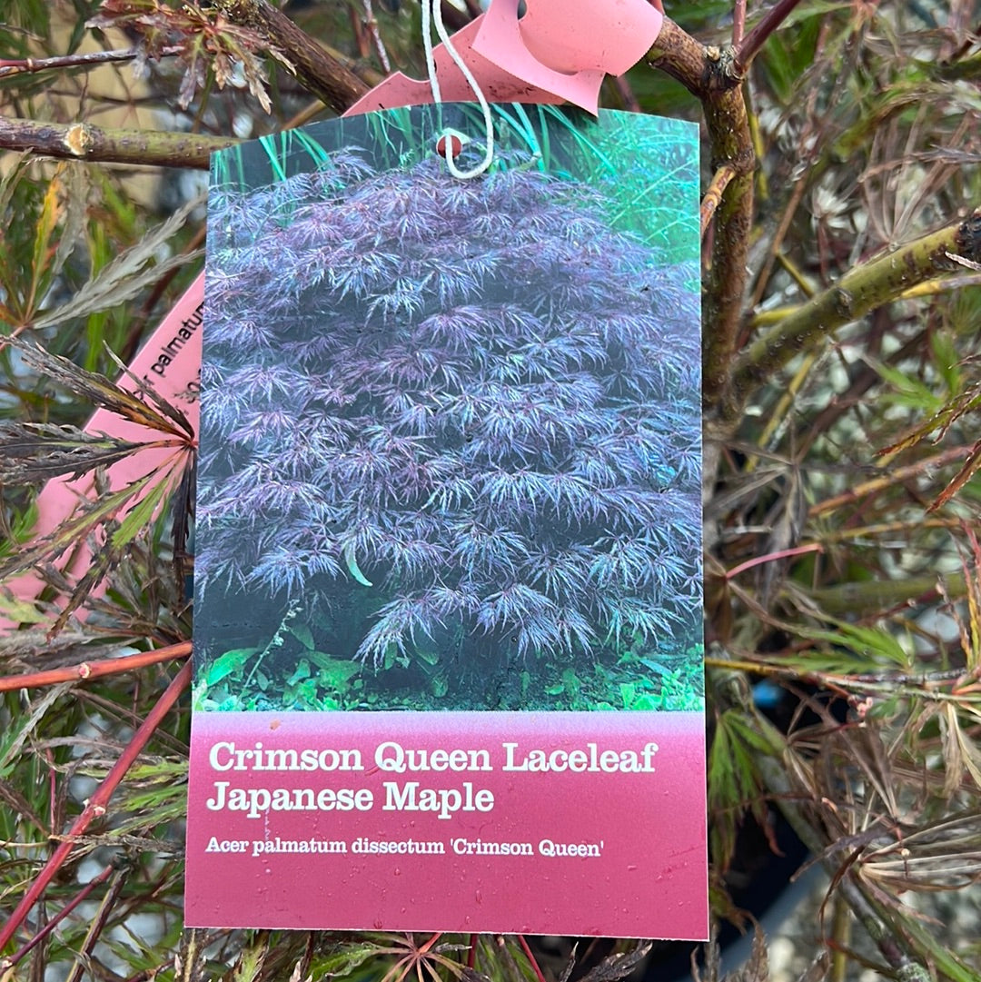 Crimson Queen Japanese Maple