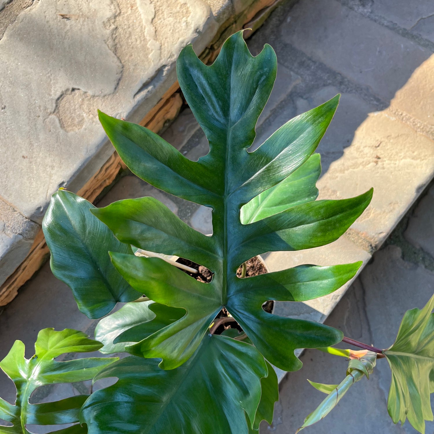 Philodendron Mayoi