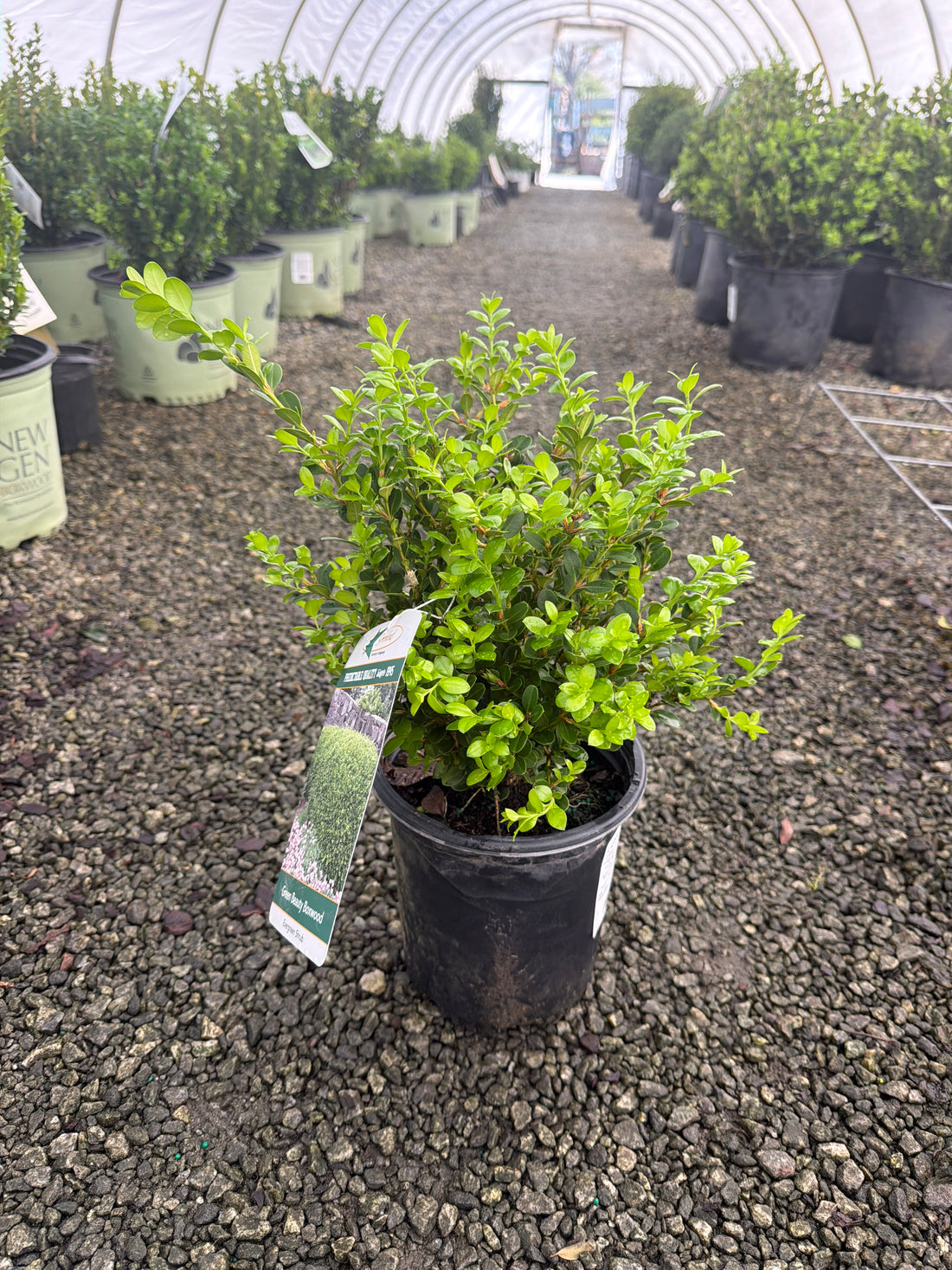 Green Beauty Boxwood