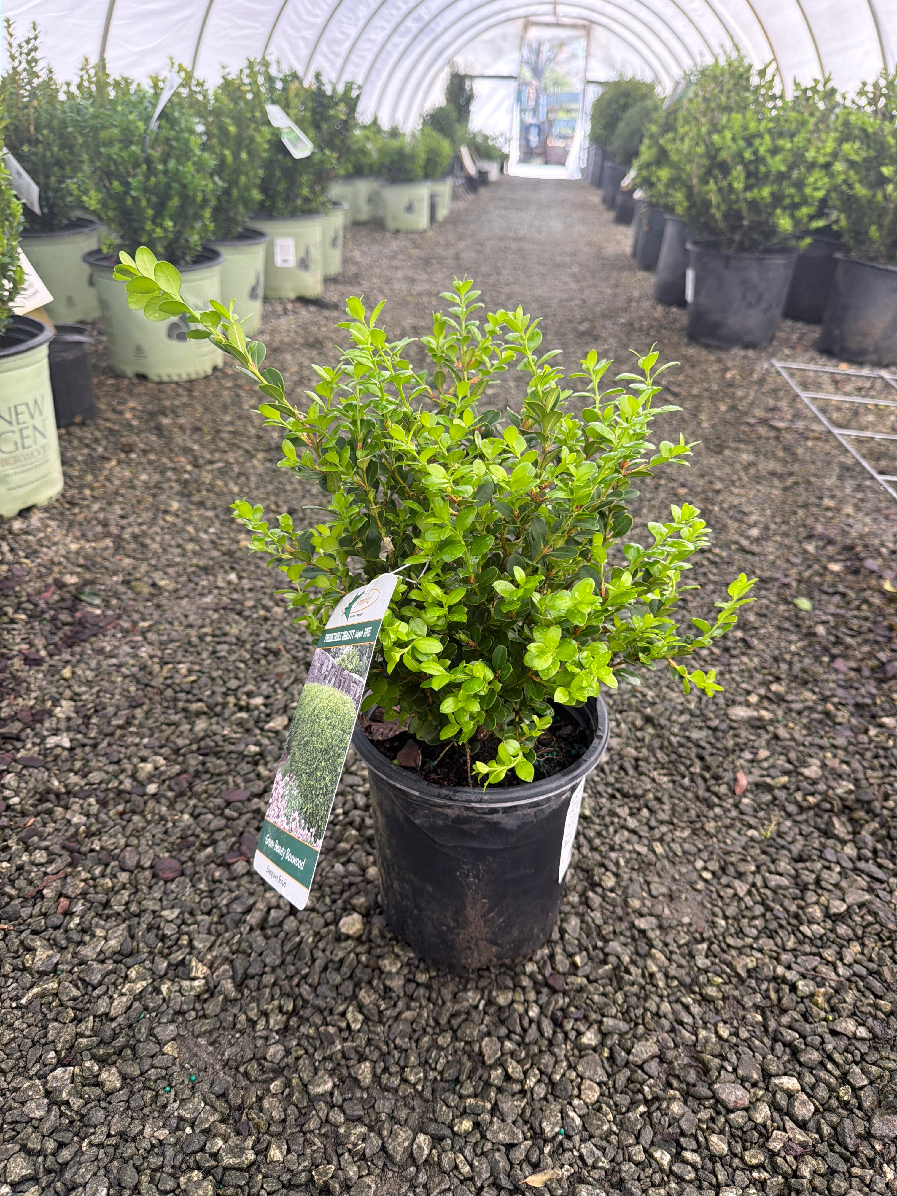 Green Beauty Boxwood