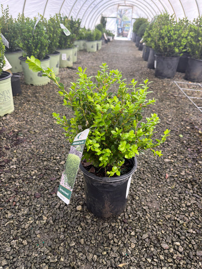 Green Beauty Boxwood
