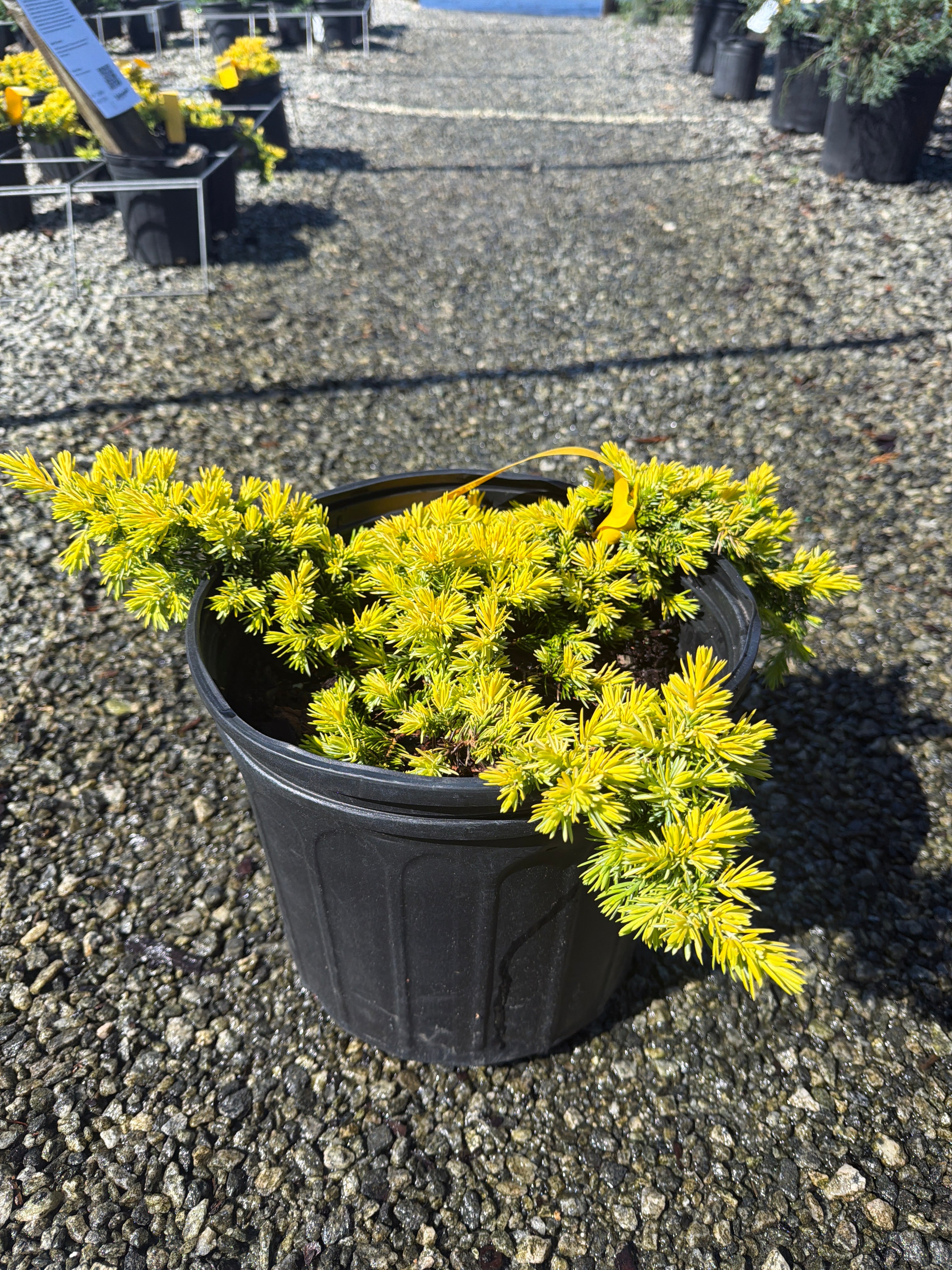 Pacific Sunrise Juniper
