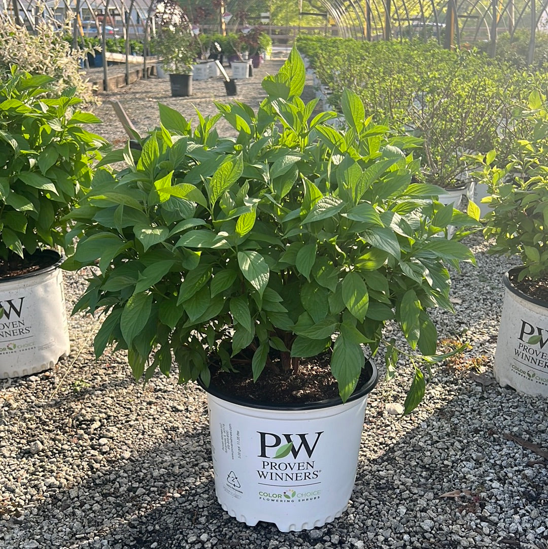 Arctic Fire Red Twig Dogwood 3 Gal