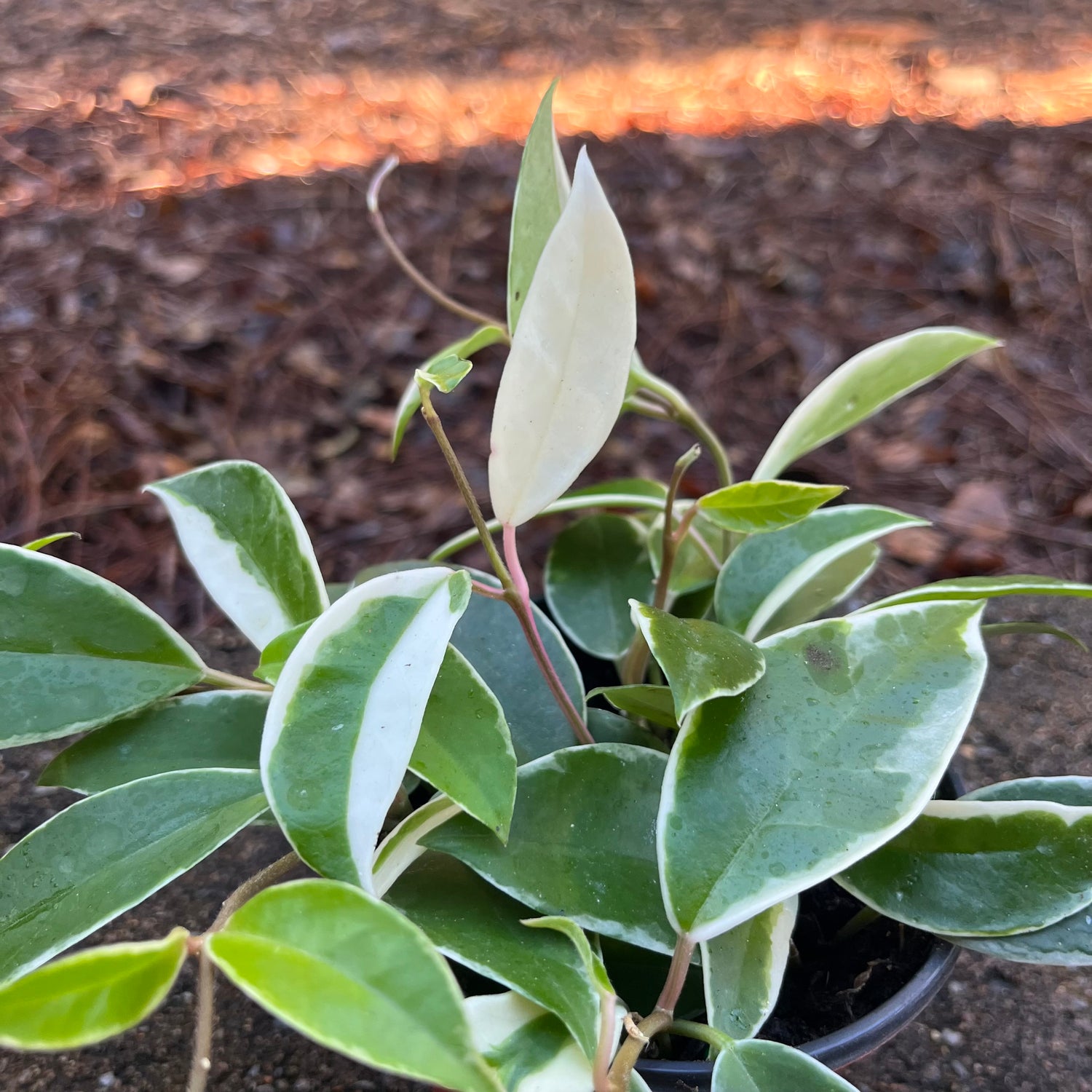 Hoya Carnosa Albo