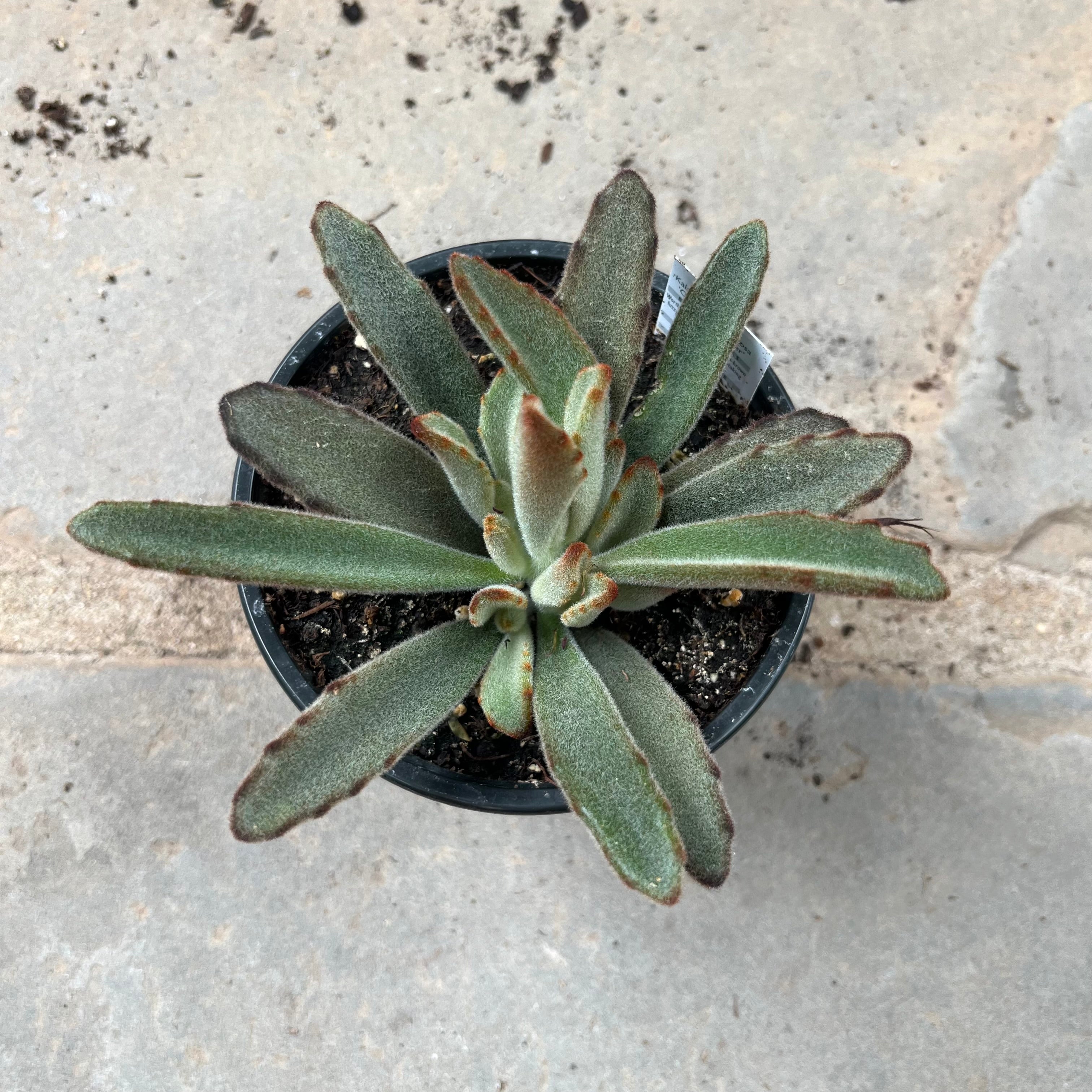 Chocolate Soldier Kalanchoe