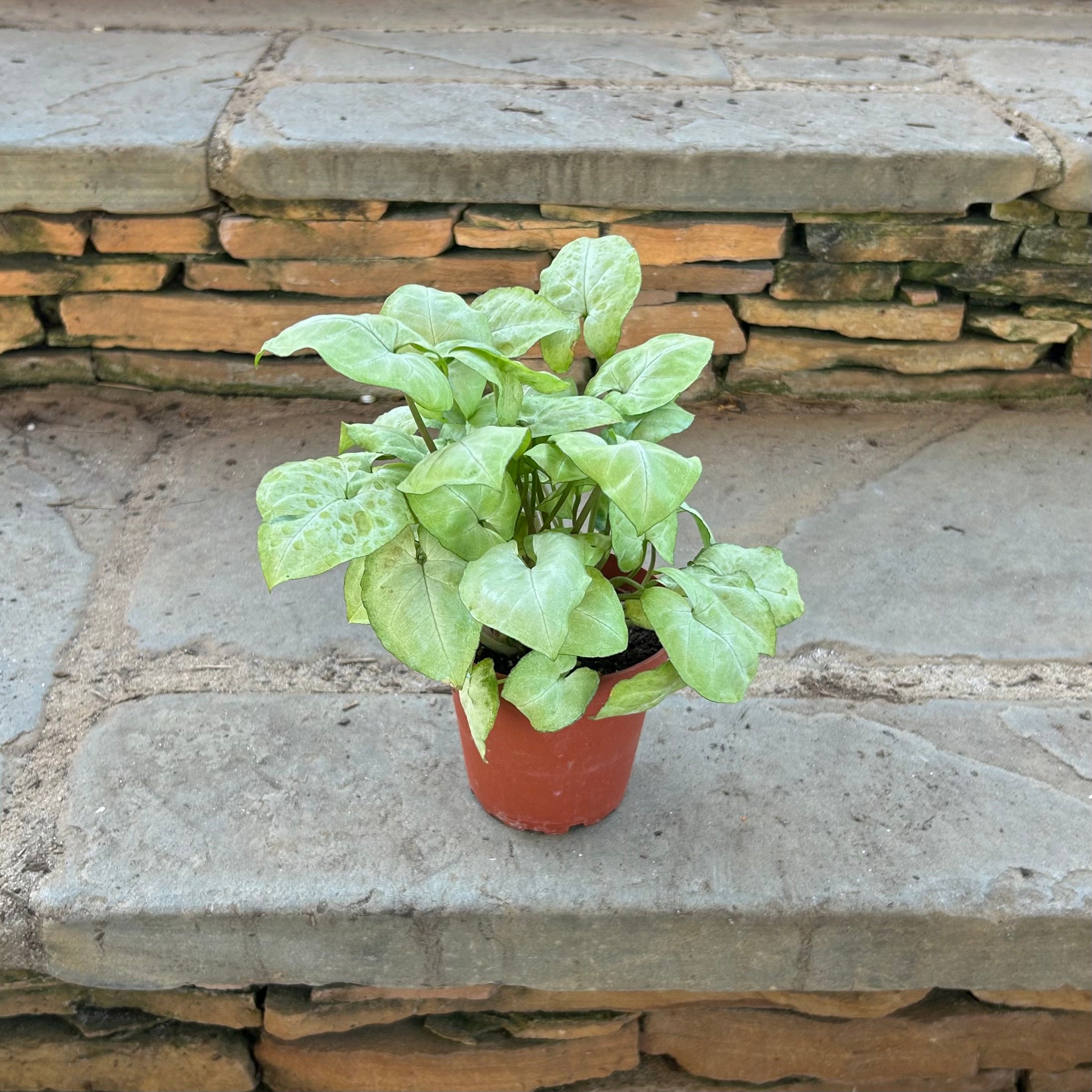 White Butterfly Syngonium