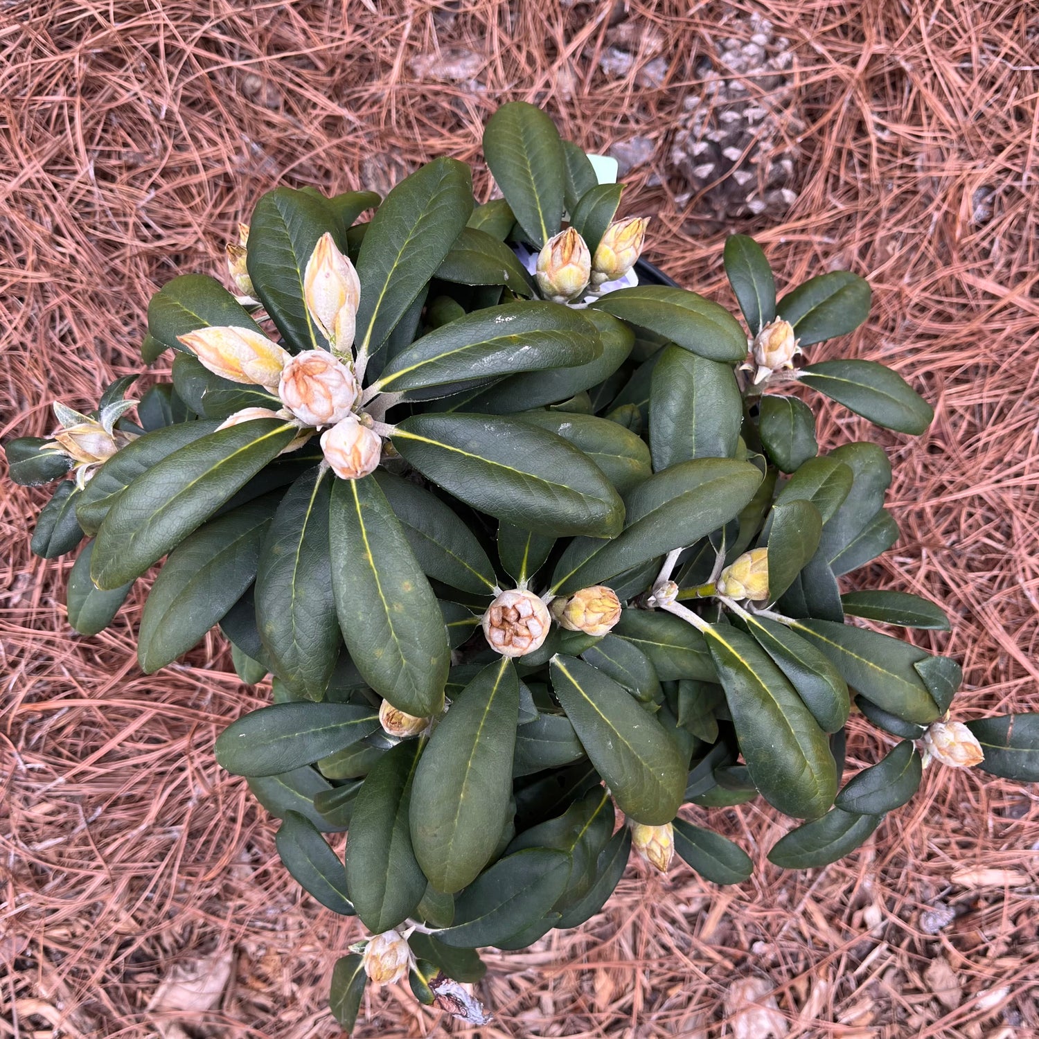 Yaku Princess Rhododendron 3 Gal