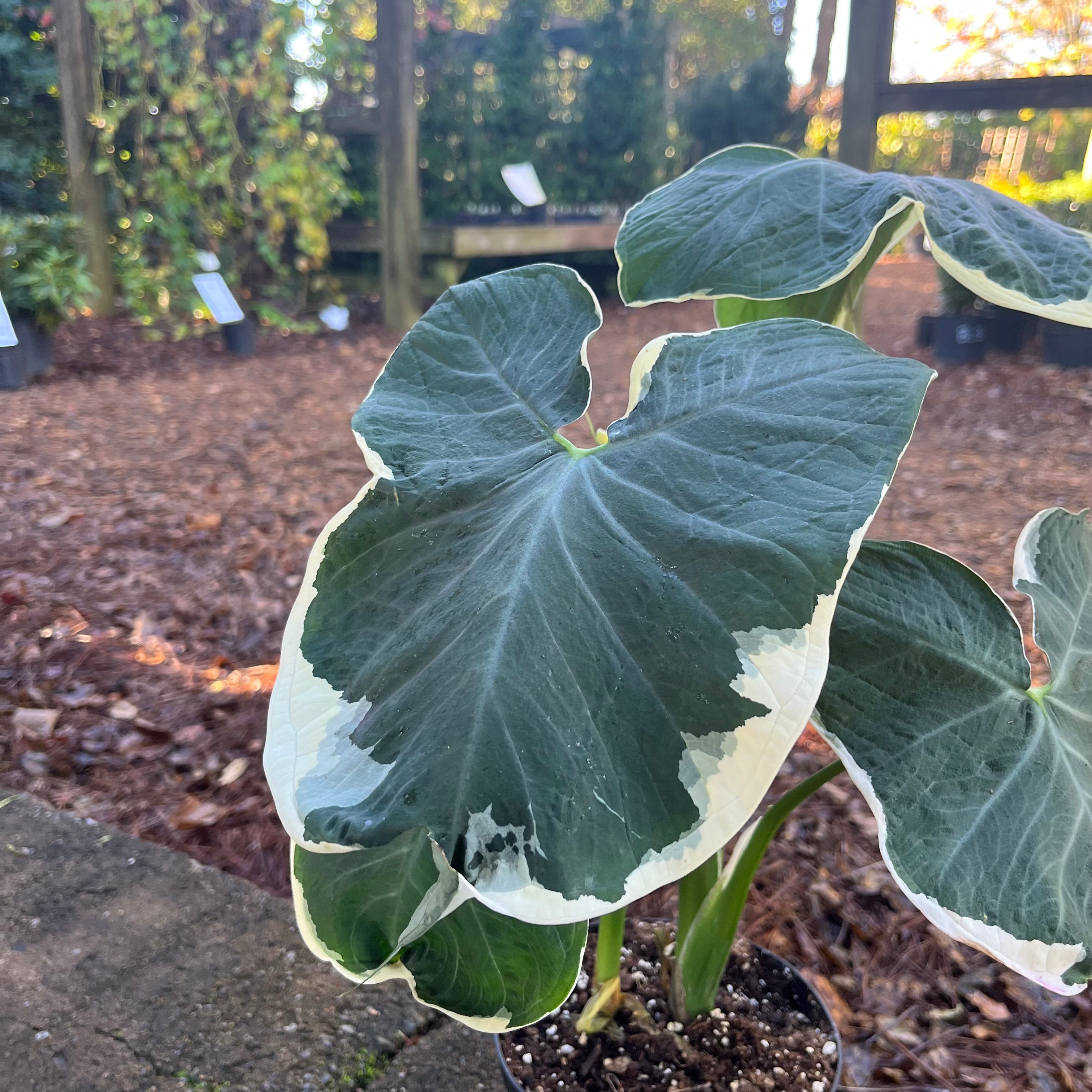 Mickey Mouse Alocasia