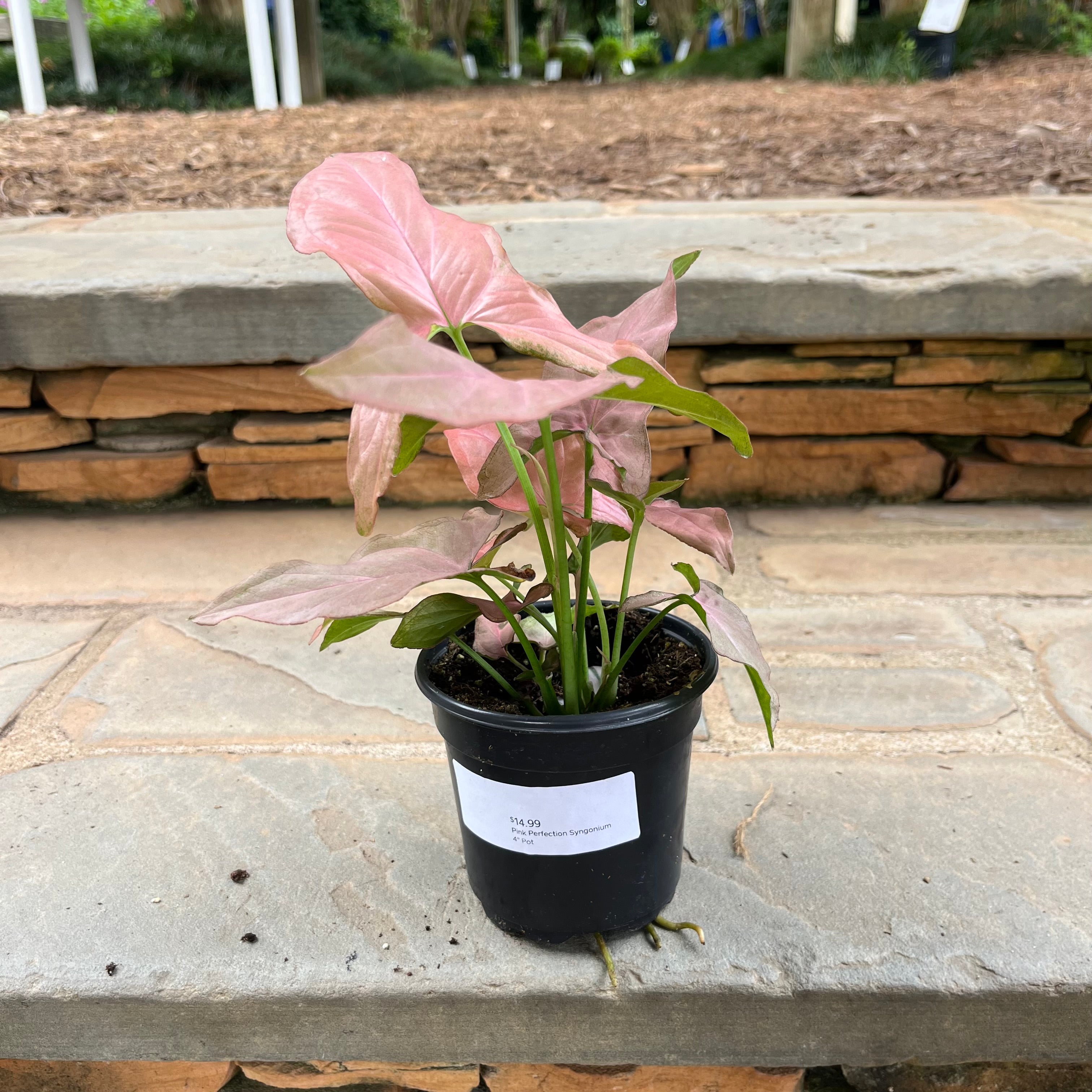 Pink Perfection Syngonium