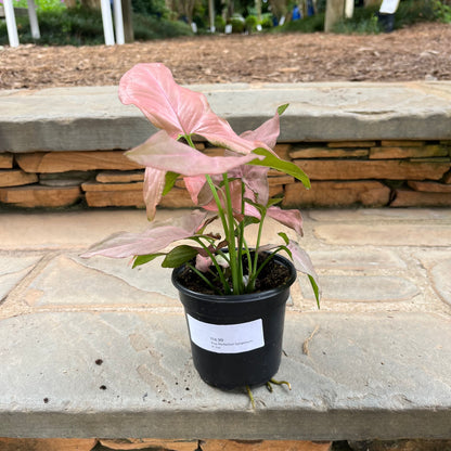 Pink Perfection Syngonium