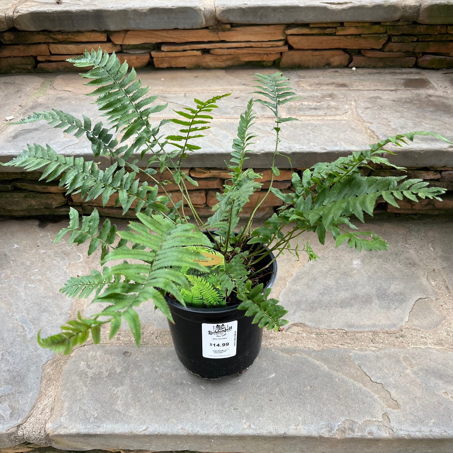 Shaggy Shield Fern