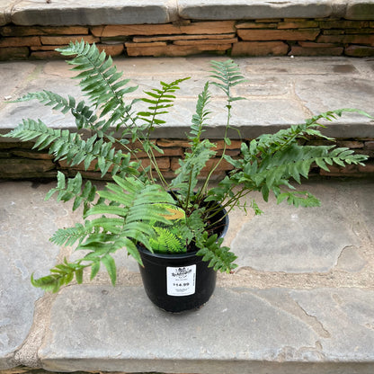 Shaggy Shield Fern
