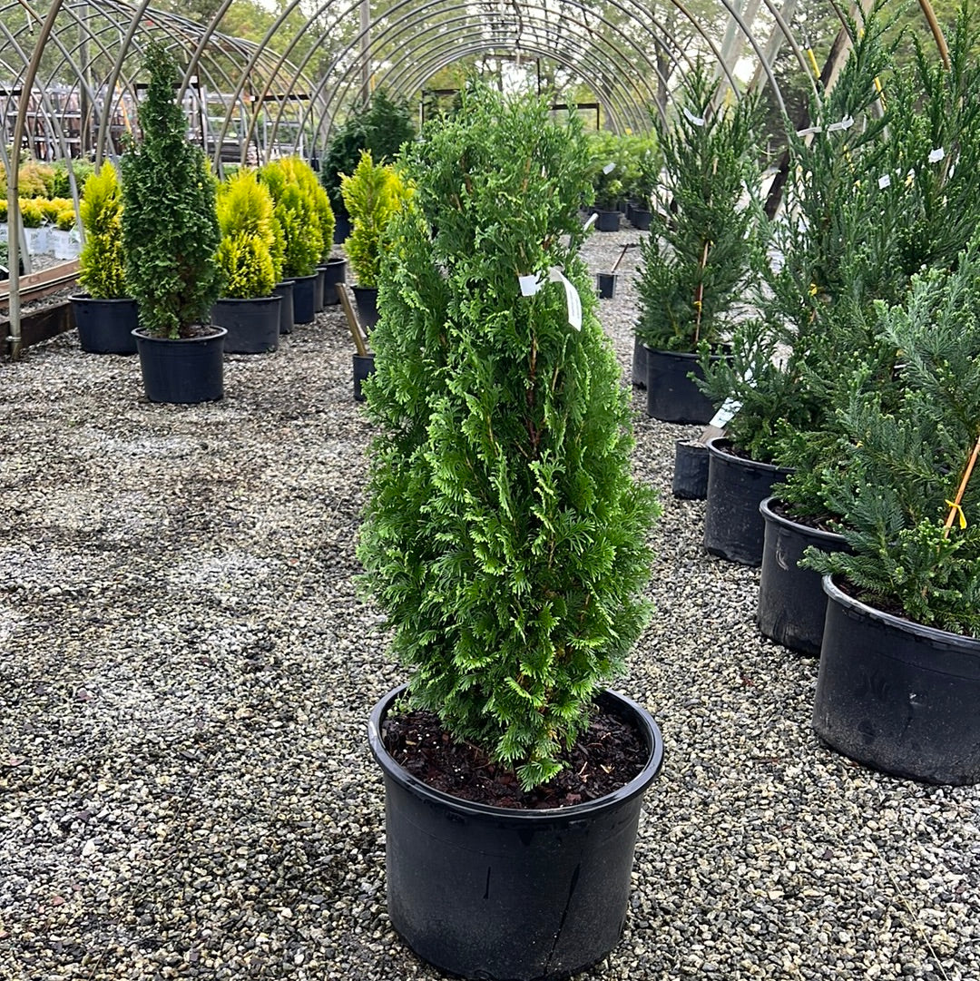 Degroot's Spire Arborvitae – Lichtenfelt's