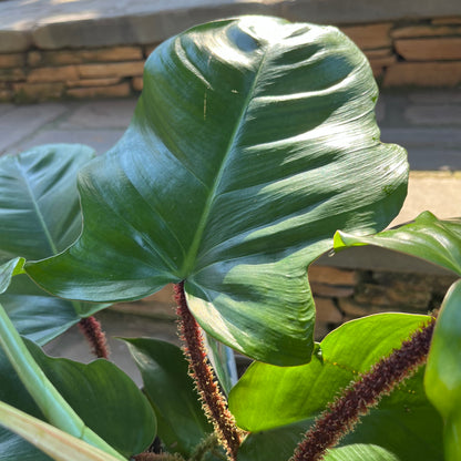 philodendron emerald green Emerald Ripcurl Philodendron – Lichtenfelt's