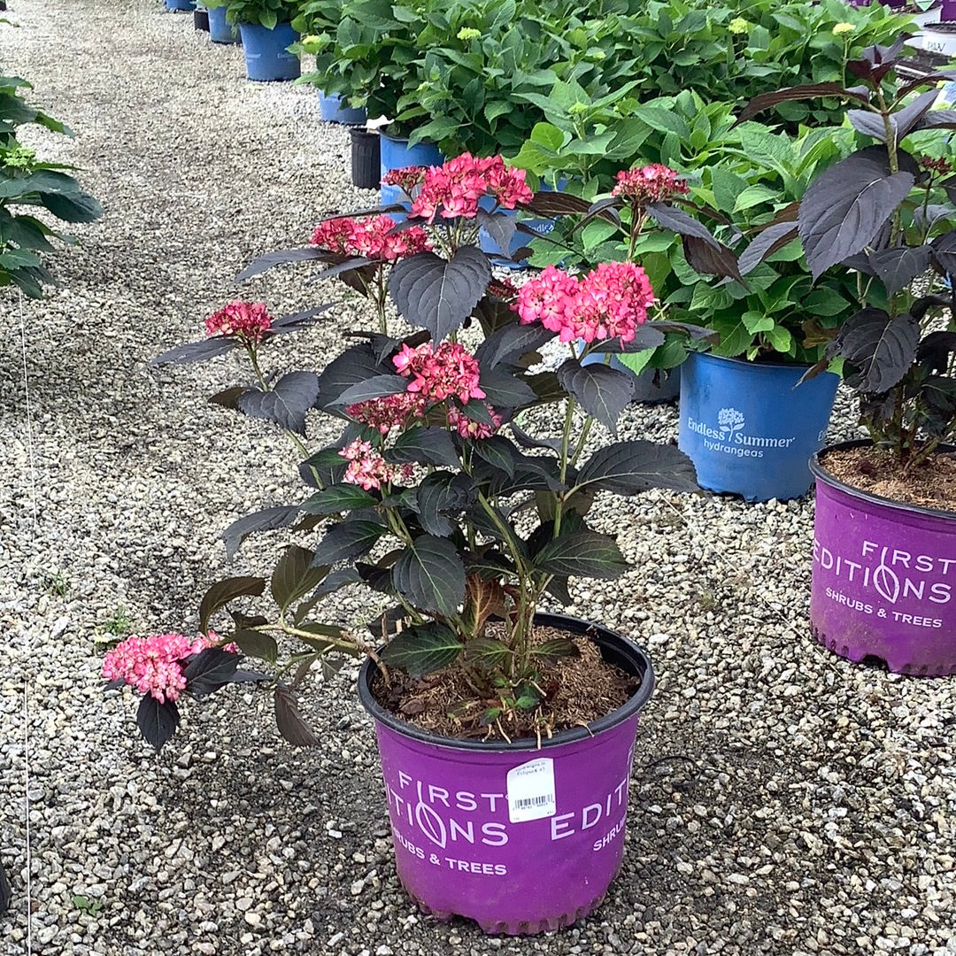 Eclipse Hydrangea 3 Gal Lichtenfelt s Eclipse hydrangea 3 gal lichtenfelt s