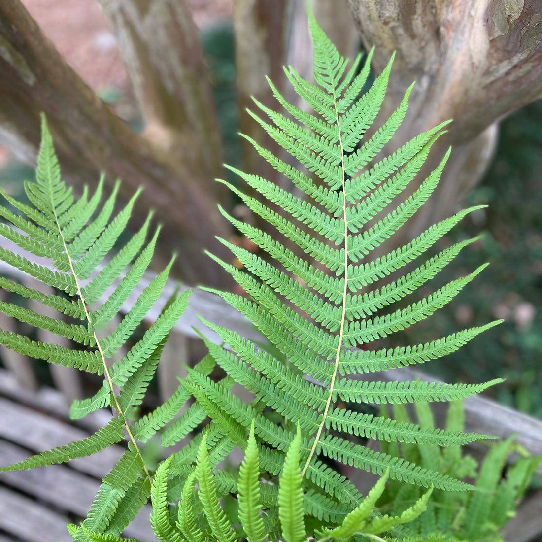Southern Wood/Shield Fern