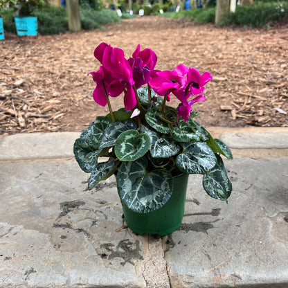 Cyclamen