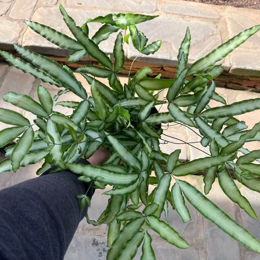 Silver Ribbon Pteris Fern