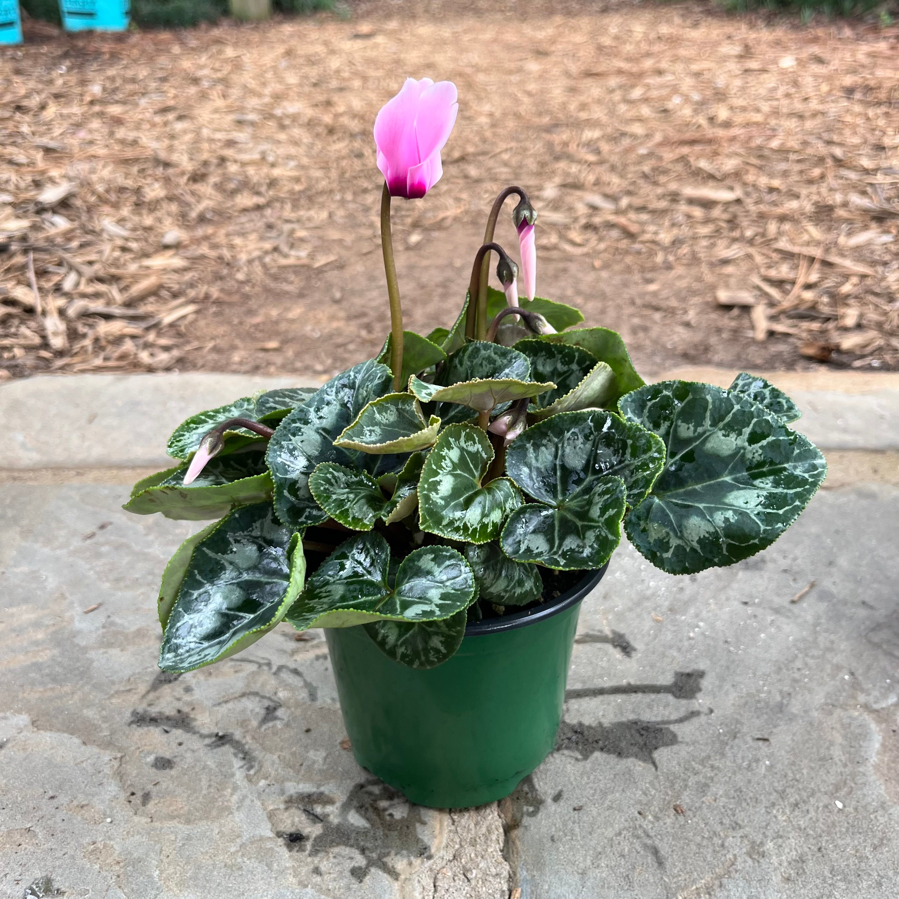 Cyclamen