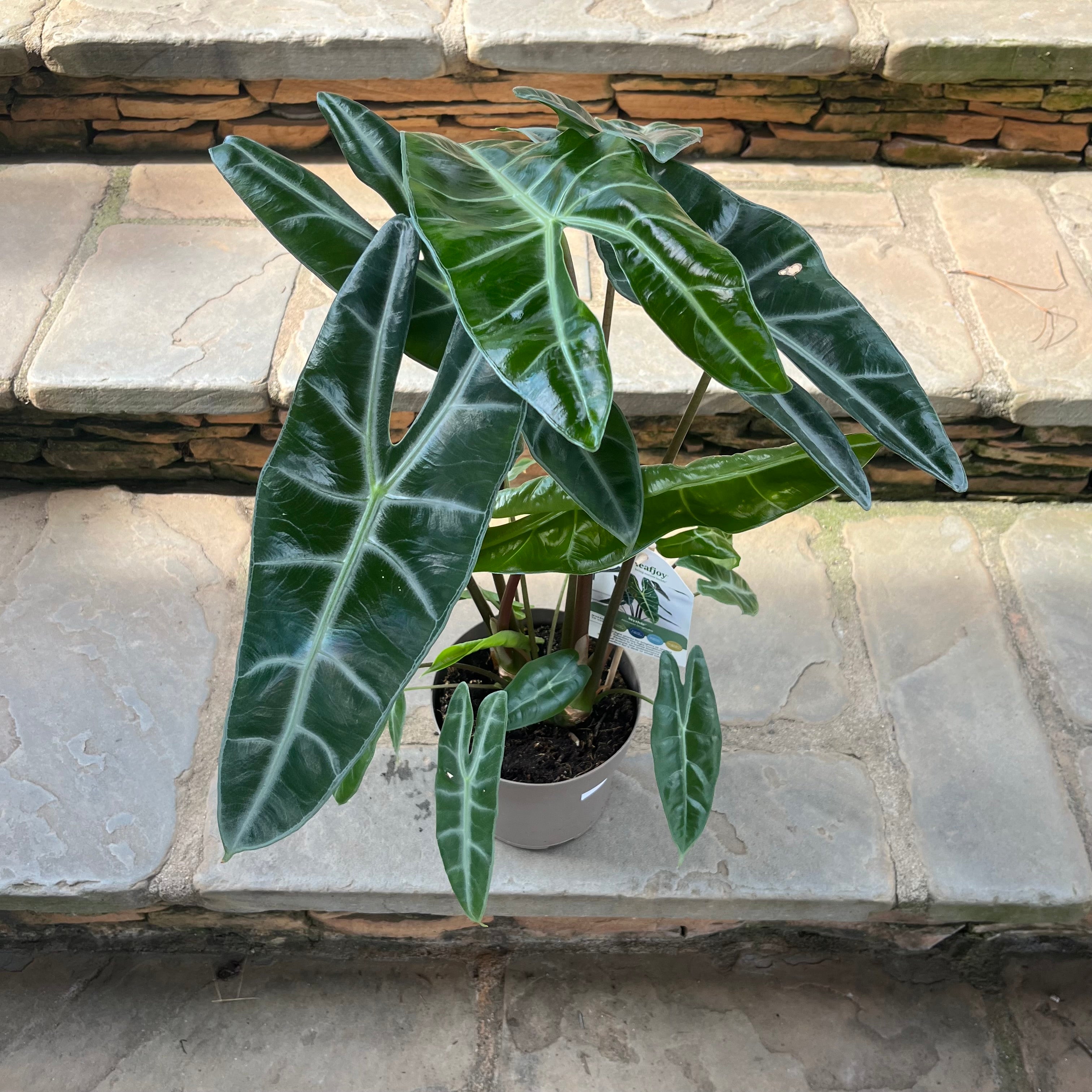 Alocasia Longiloba