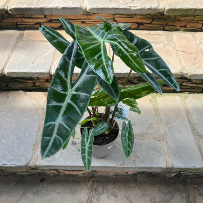 Alocasia Longiloba