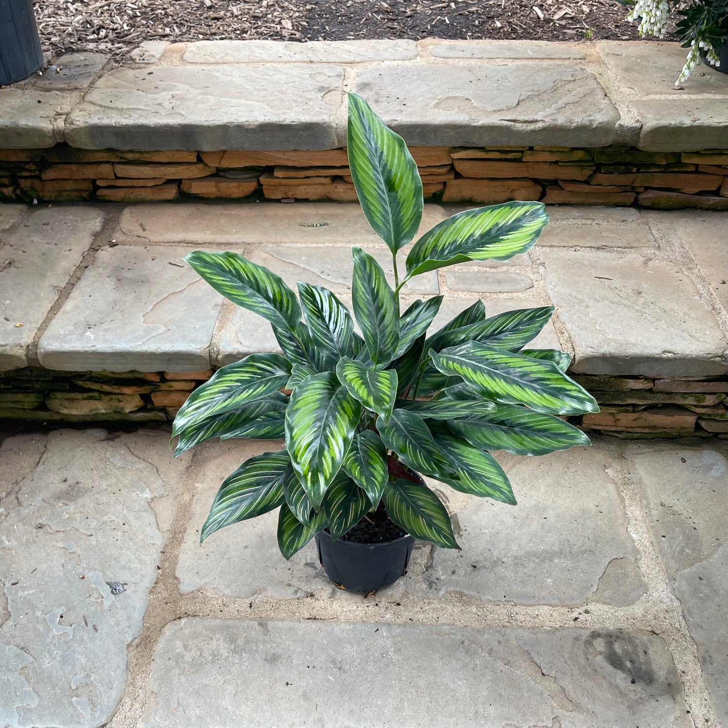aglaonema vs calathea Beauty Star Calathea – Lichtenfelt's