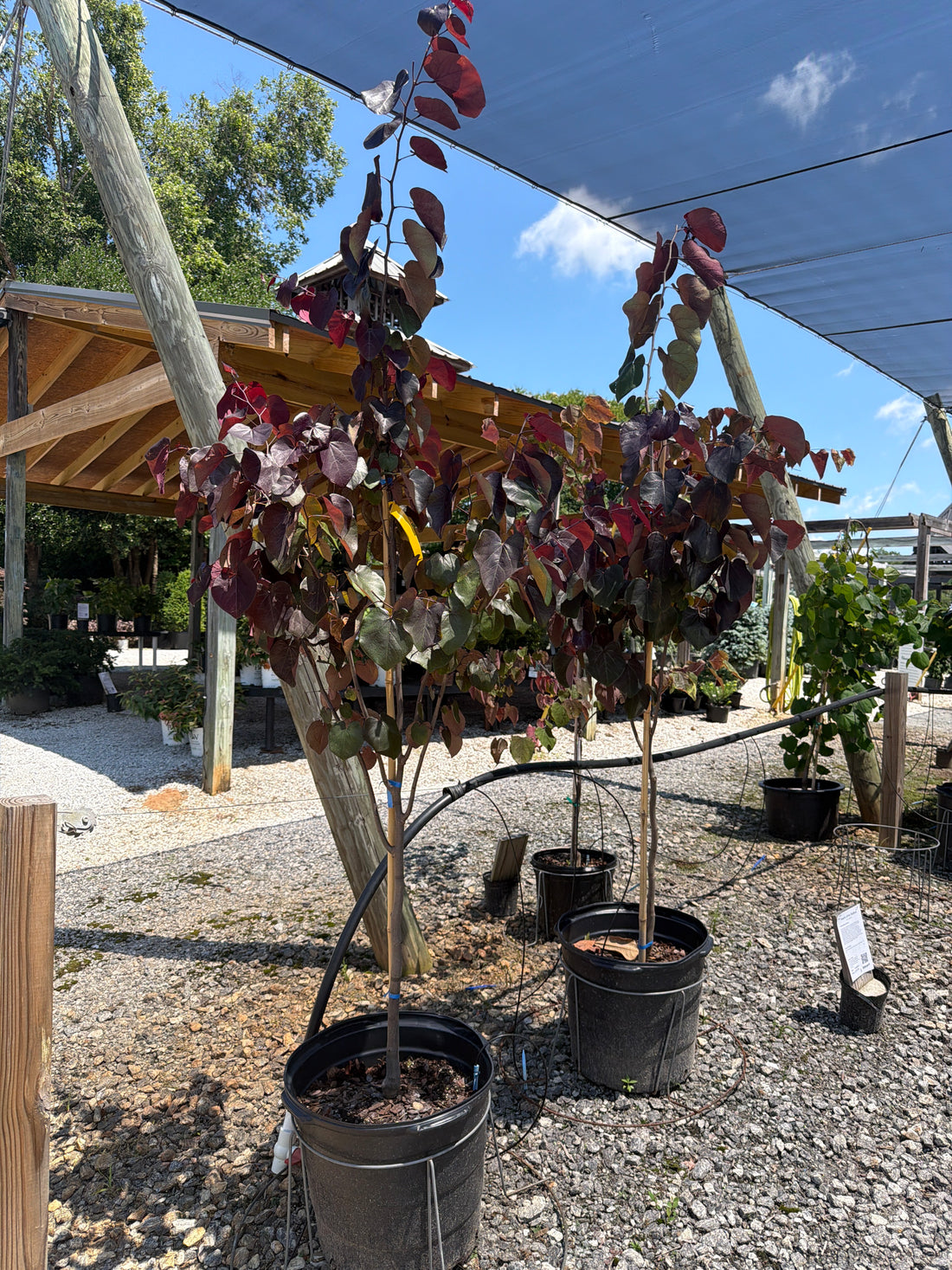 Merlot Redbud