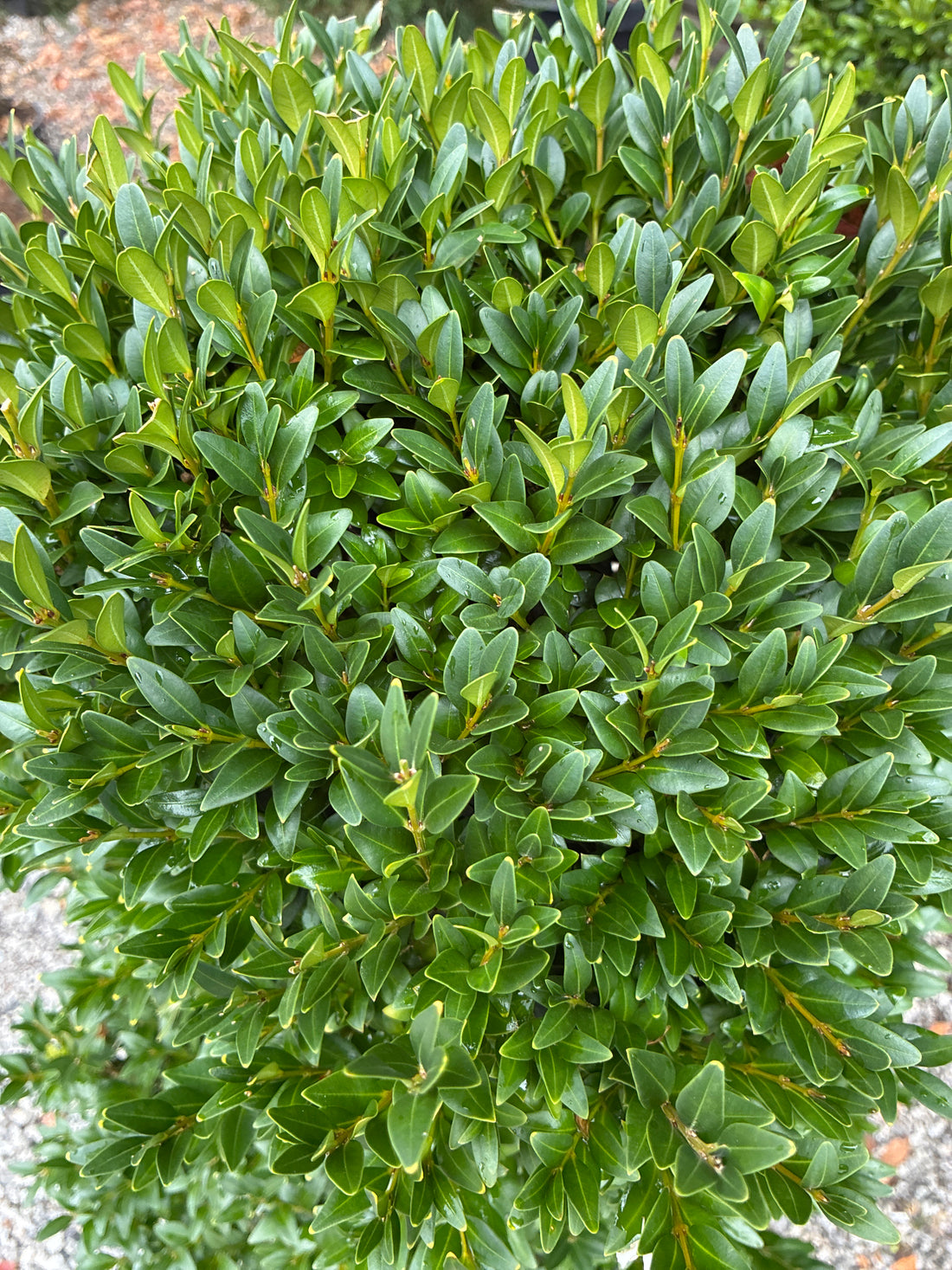 Korean Boxwood Topiary