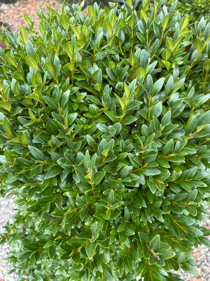 Korean Boxwood Topiary