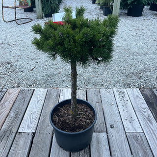Prostrata Mugo Pine 6G/Patio