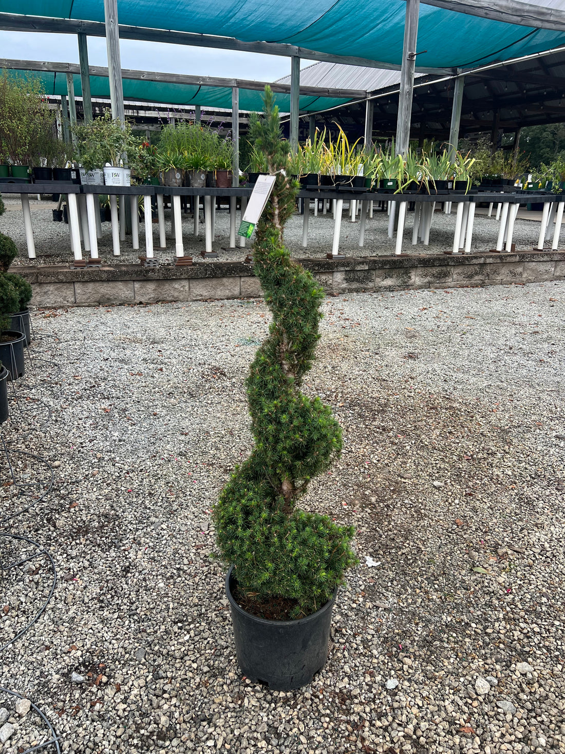 Dwarf Alberta Spruce Spiral