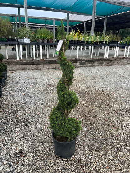 Dwarf Alberta Spruce Spiral