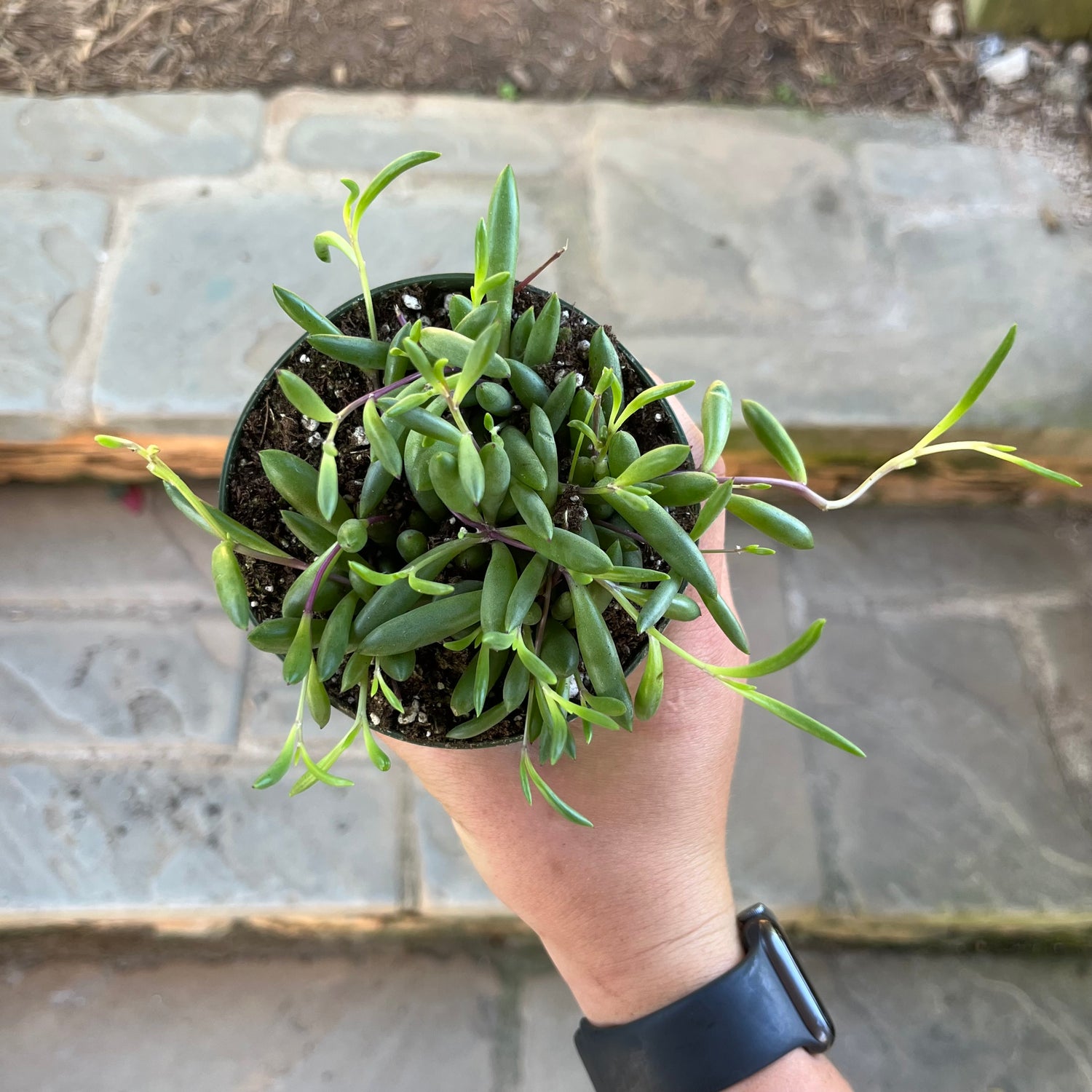string of pickles succulent String of Pickles – Lichtenfelt's
