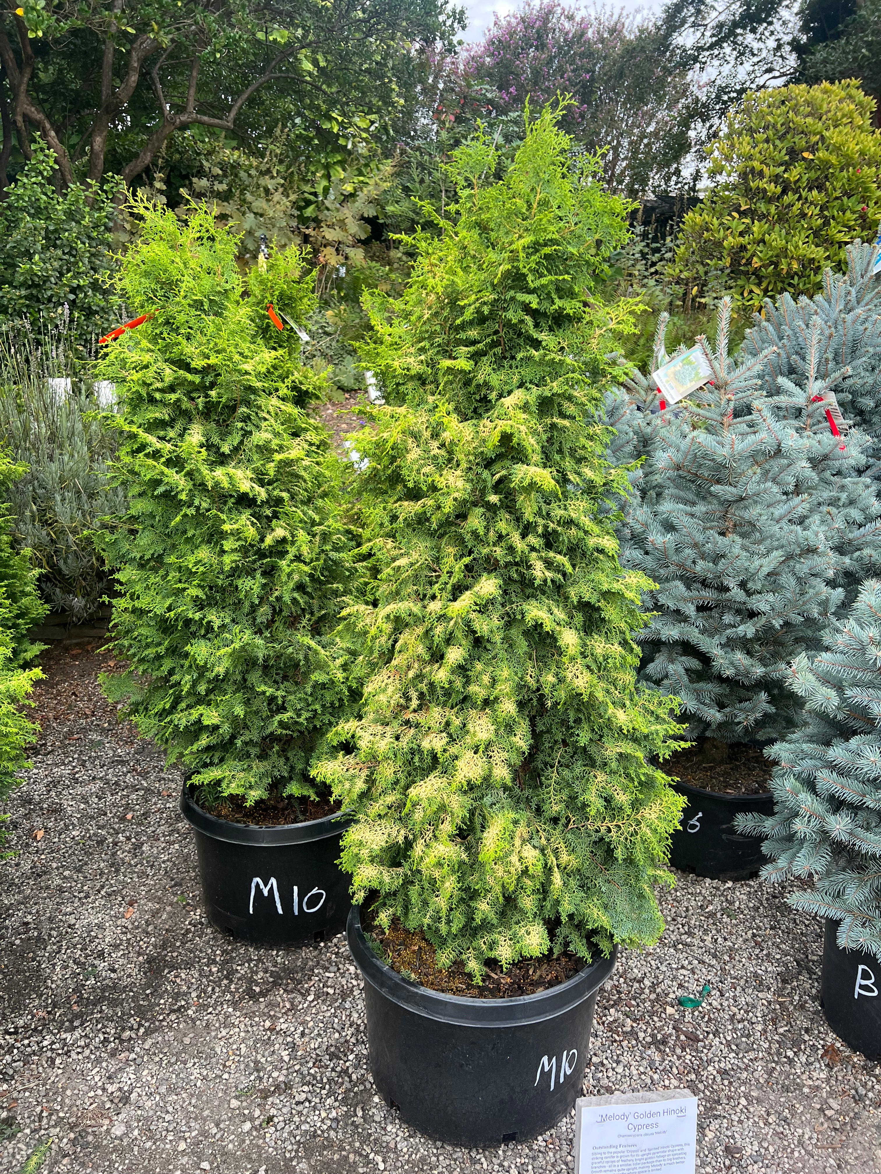 Melody Hinoki Cypress