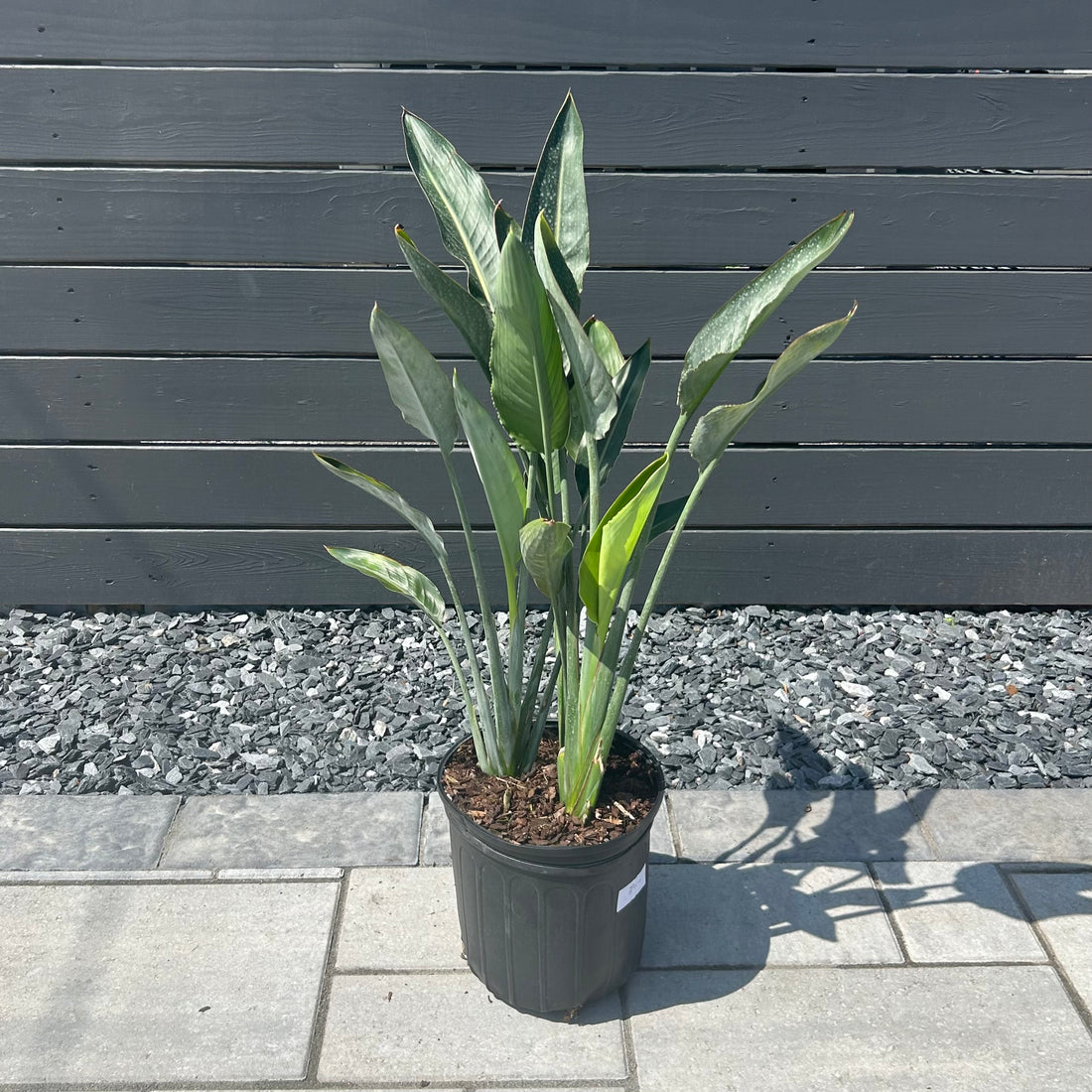 Bird of Paradise (Orange)