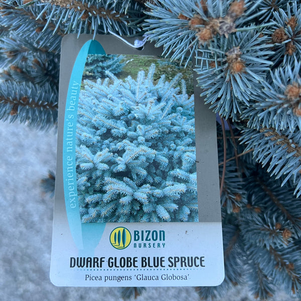 Globosa Blue Spruce 3 Gal