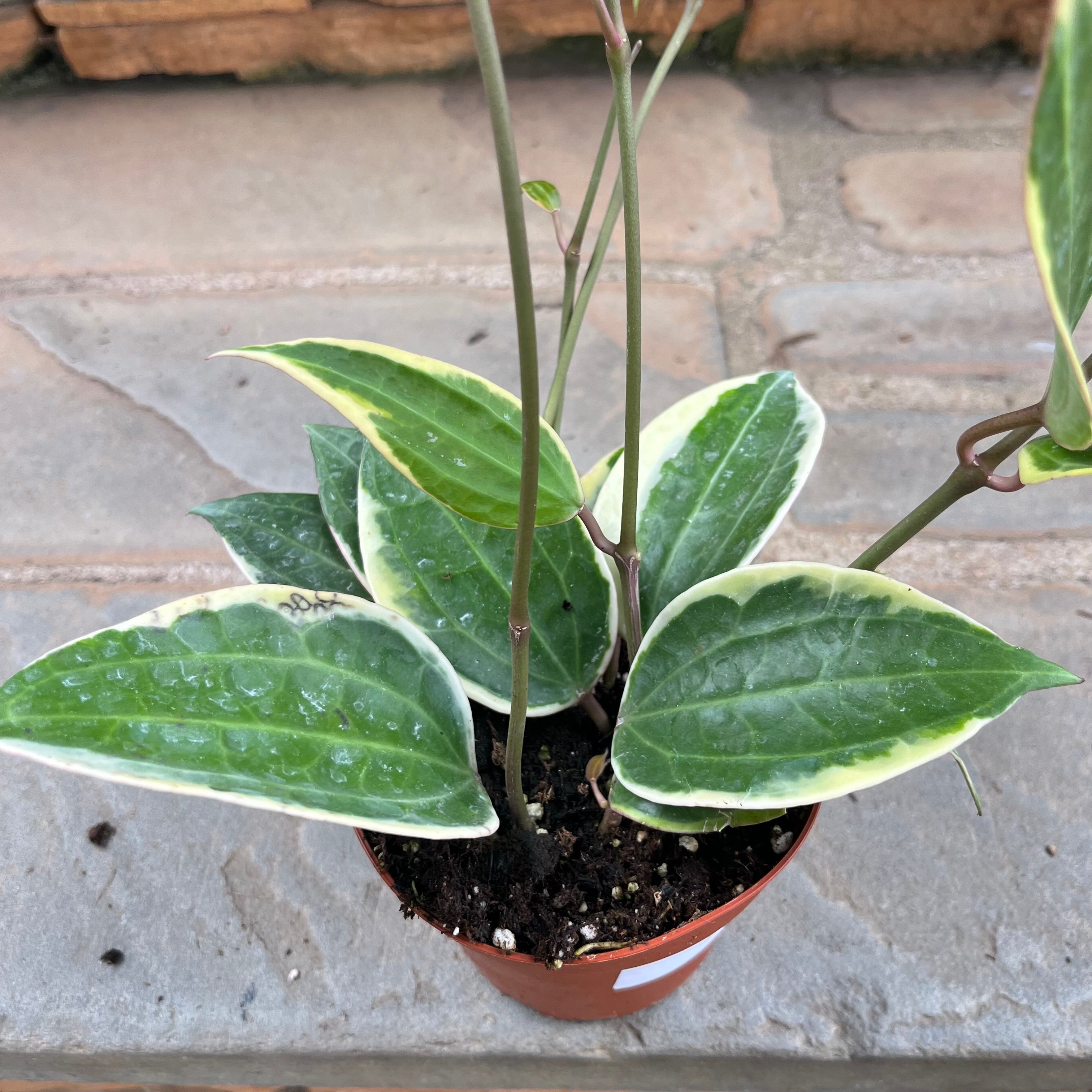 Hoya shops Marginata