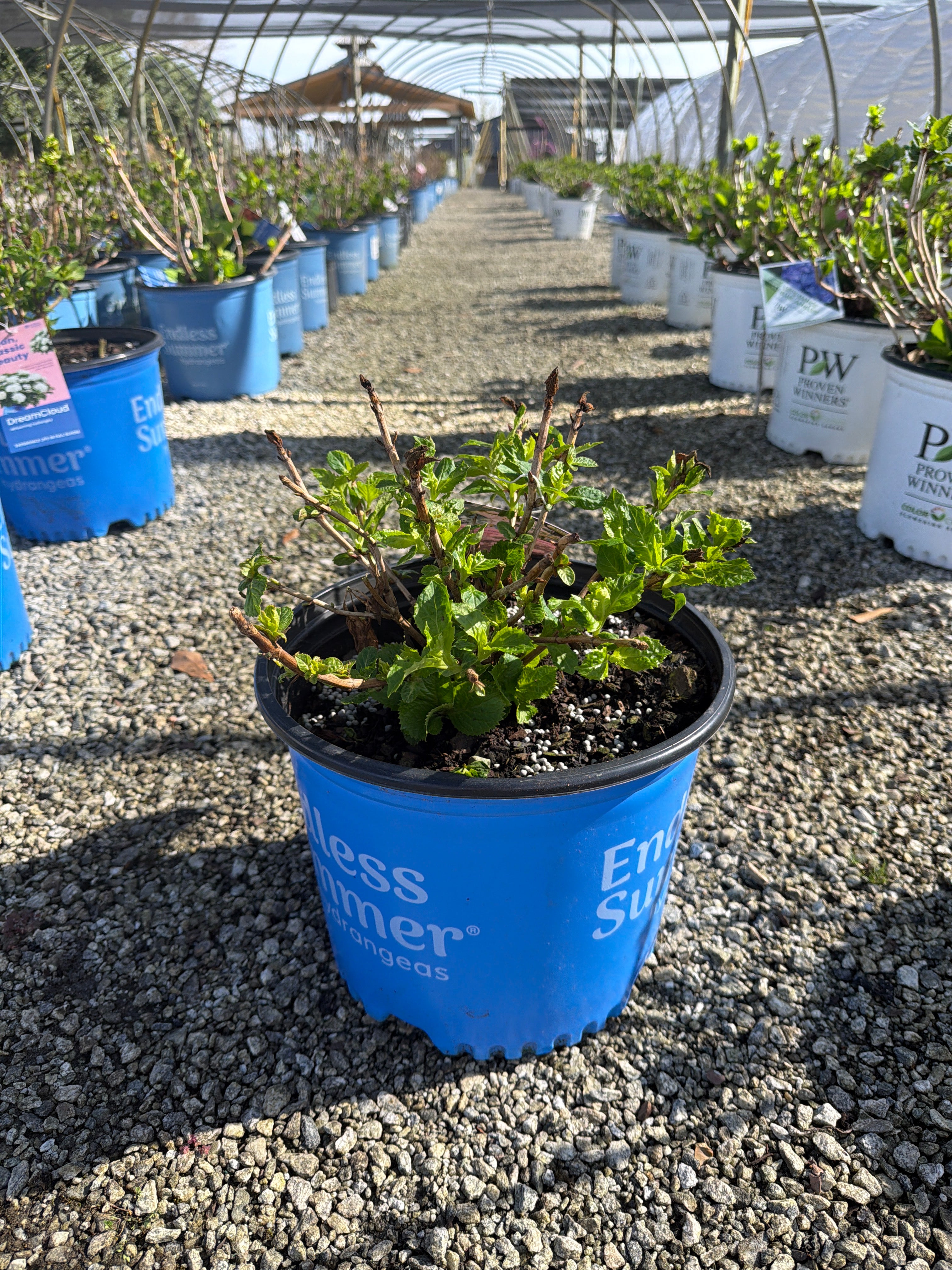 DreamCloud Hydrangea