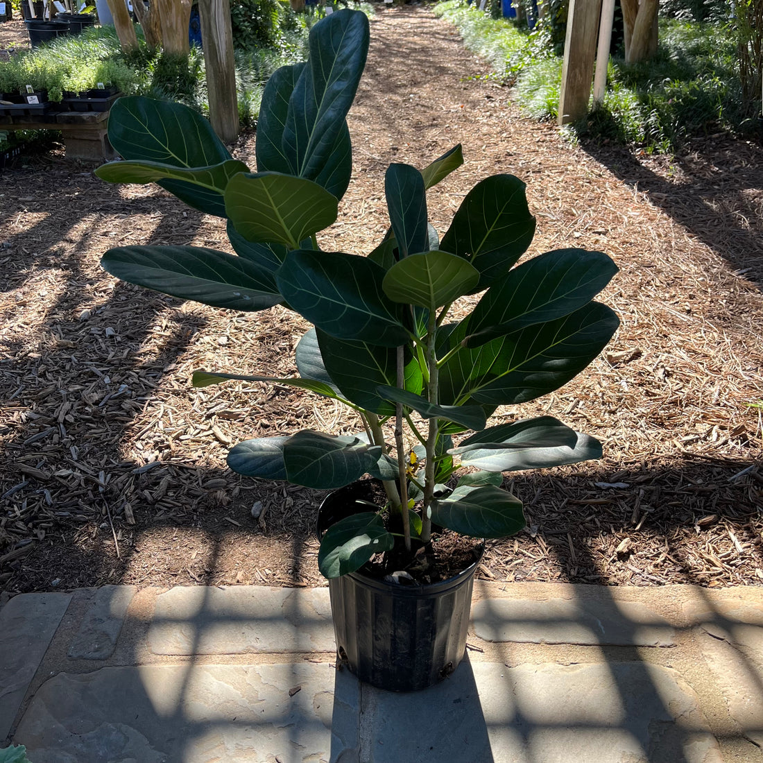 Ficus Audrey