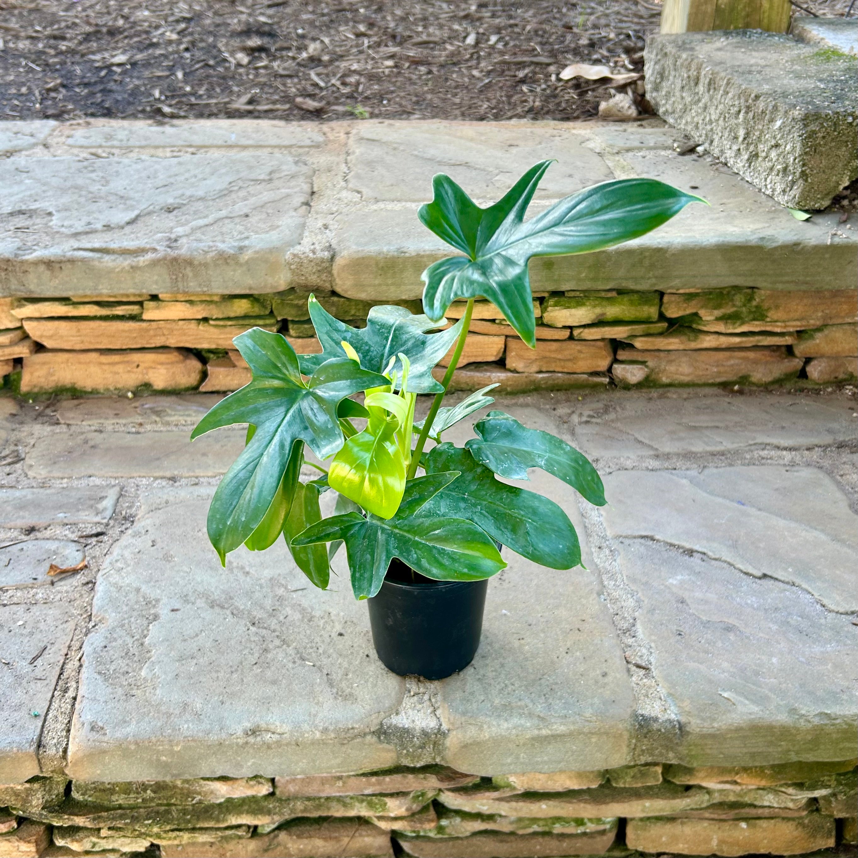 Florida Philodendron