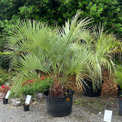 planting pindo palm Pindo Palm – Lichtenfelt's
