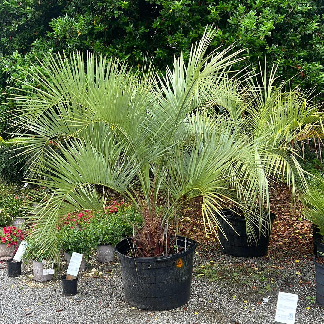 Pindo Palm